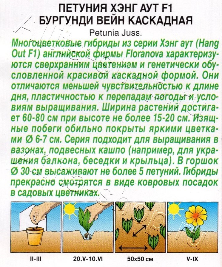Петуния Хэнг аут F1 бургунди вейн каскадная 4шт