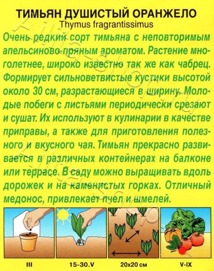 Тимьян Оранжело 10шт