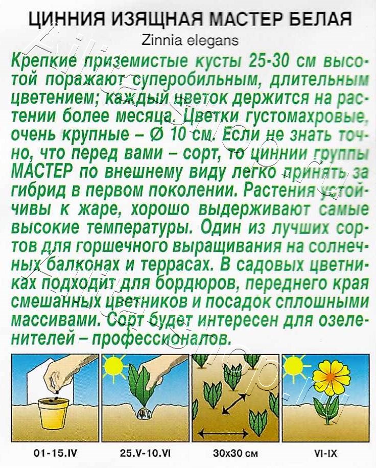 Цинния Мастер белая 12шт