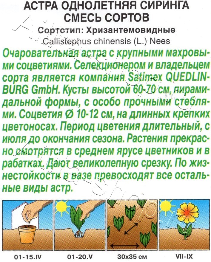 Астра Сиринга, смесь сортов 0,05г