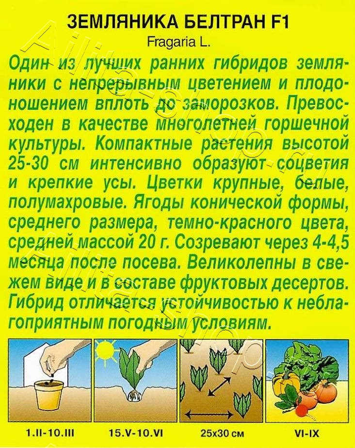 Земляника ремонтантная крупноплодная Белтран F1 5шт