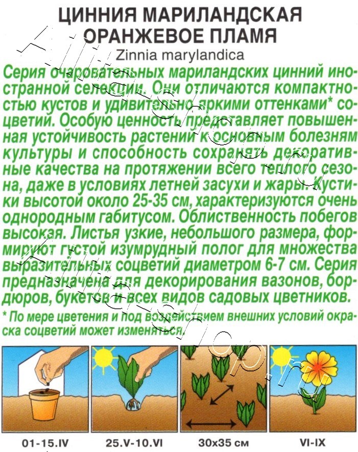 Цинния мариландская Оранжевое пламя махровая 15шт
