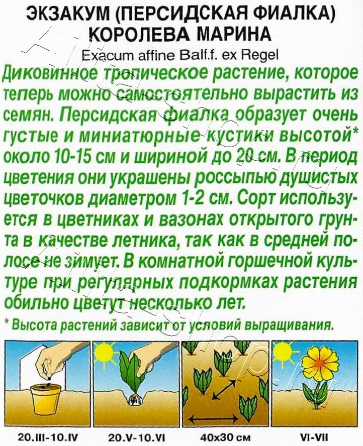 Экзакум (Персидская фиалка) Королева марина 4шт