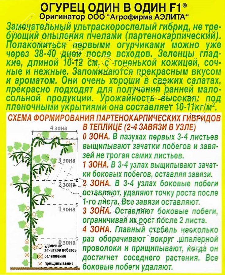 Огурец Один в один F1 10шт
