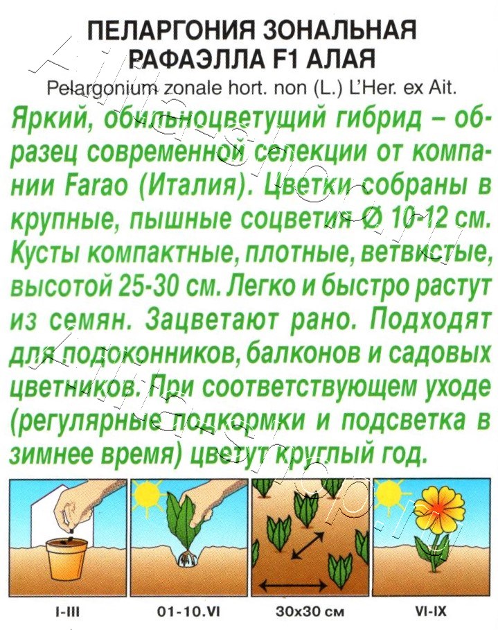 Пеларгония Рафаэлла F1 алая 5шт