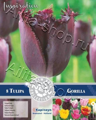 Тюльпан (бахромчатый) Горилла 8шт