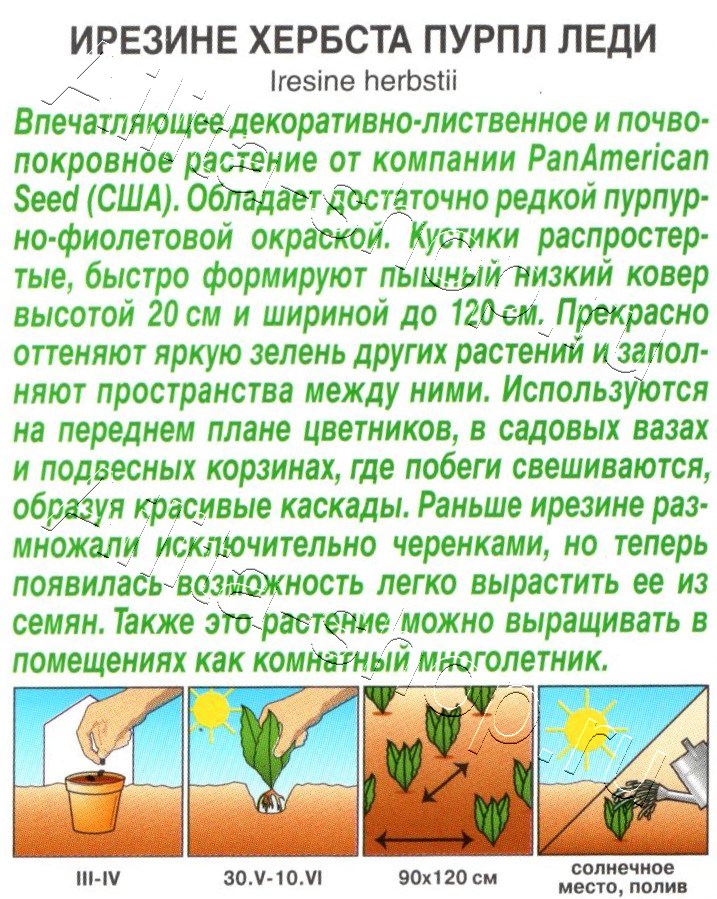 Ирезине Пурпл леди 5шт