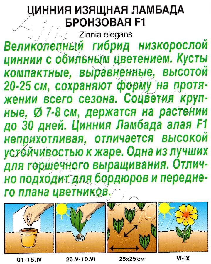 Цинния Ламбада F1 бронзовая 12шт