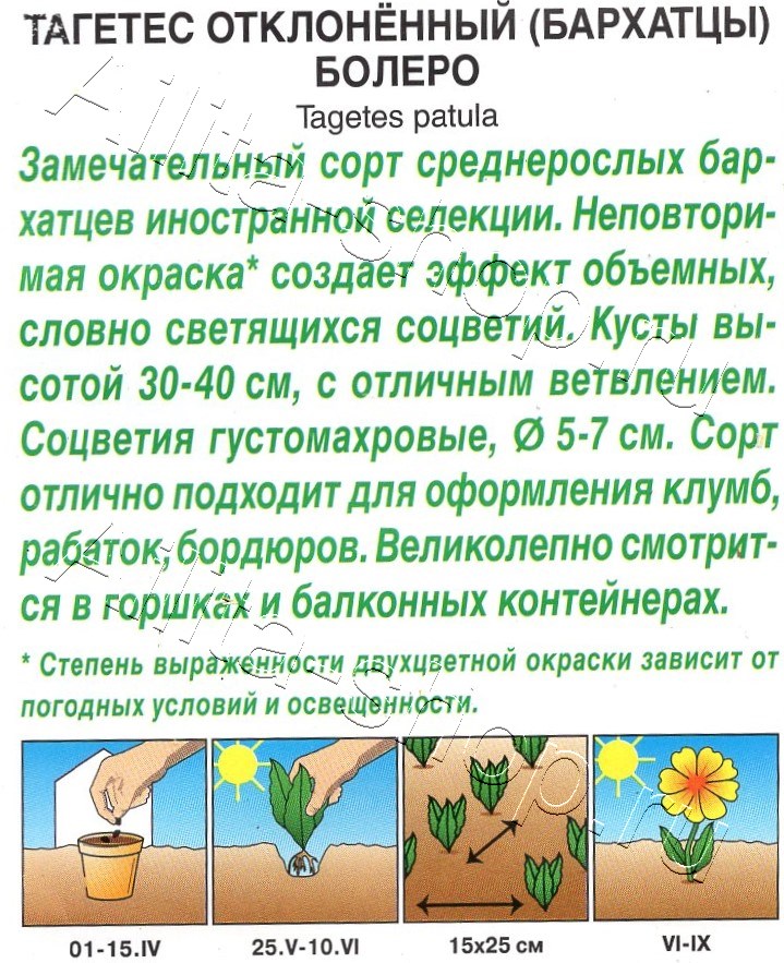 Бархатцы Болеро отклоненные 7шт