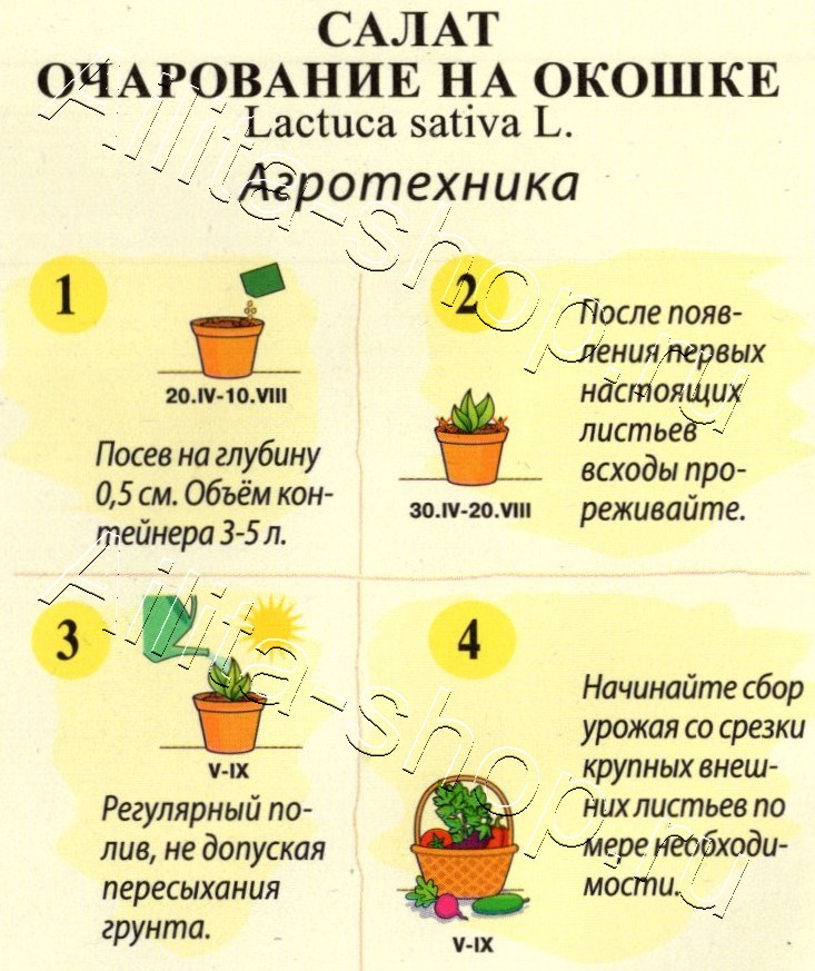 Салат Очарование на окошке 0,2г