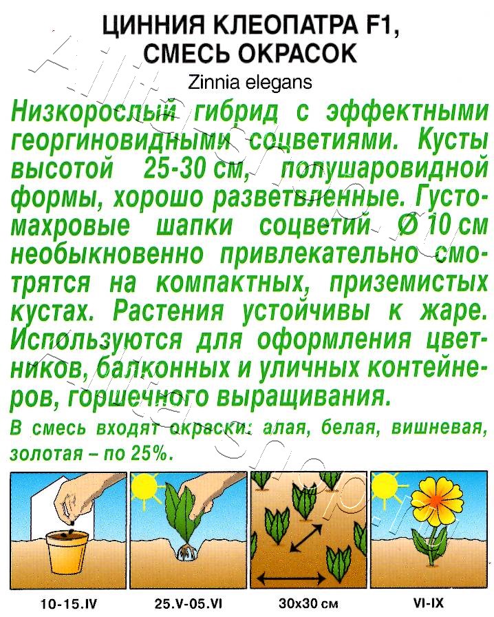 Цинния Клеопатра F1, смесь окрасок 12шт
