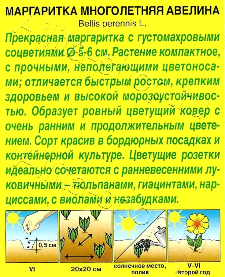 Маргаритка Авелина крупноцветковая 0,05г