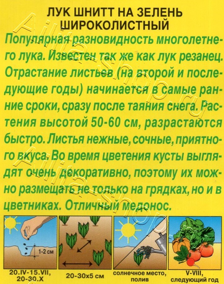 Лук шнитт на зелень Широколистный 0,5г