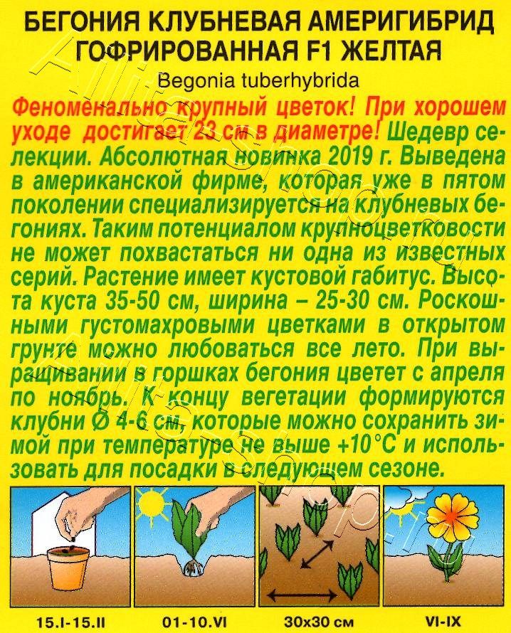 Бегония Америгибрид гофрированная F1 желтая 5шт