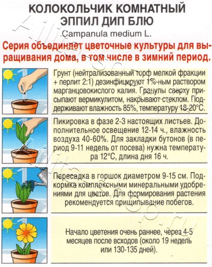 Колокольчик комнатный Эппил дип блю 3шт