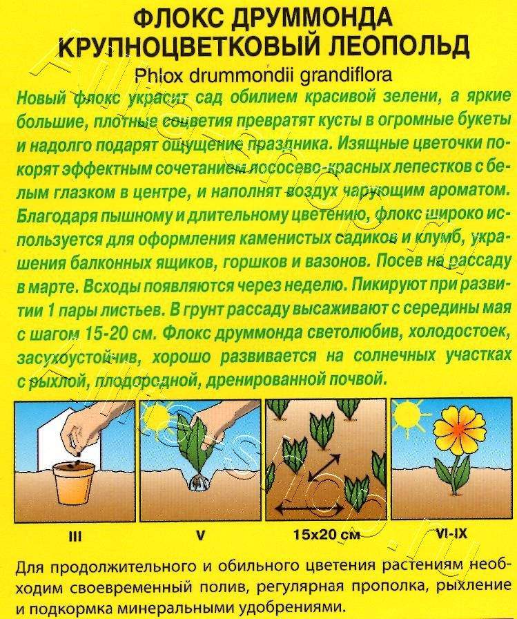 Флокс друммонда крупноцветковый Леопольд 0,2г