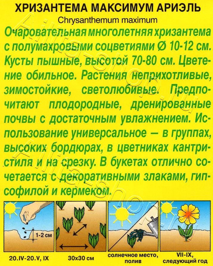 Хризантема Ариэль 0,1г