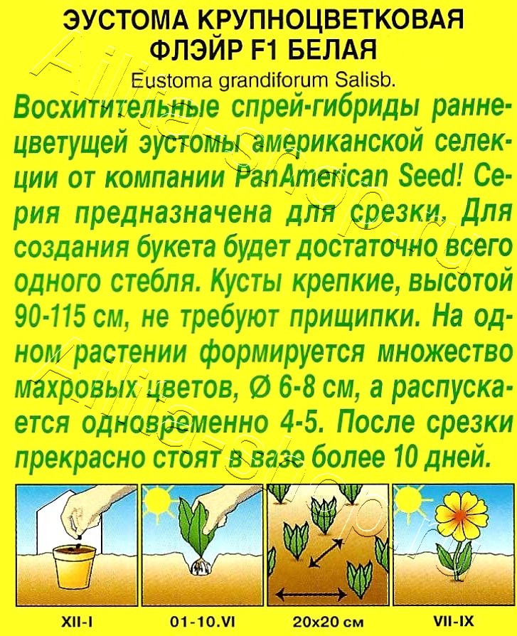 Эустома Флэйр F1 белая 5шт