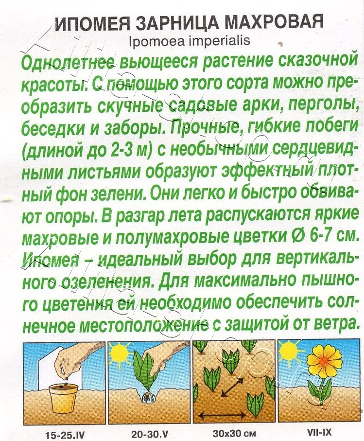 Ипомея Зарница махровая 7шт