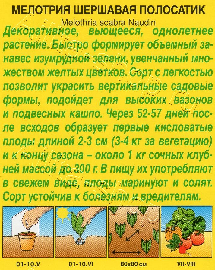 Мелотрия (Мышиная дыня) Полосатик 10шт