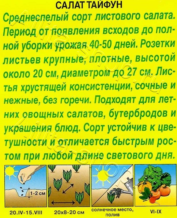 Салат Тайфун листовой 0,5г