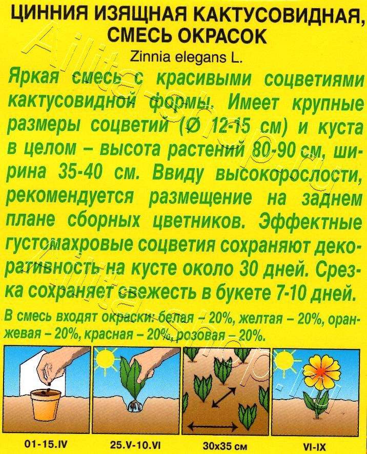 Цинния Кактусовидная, смесь окрасок 0,3г