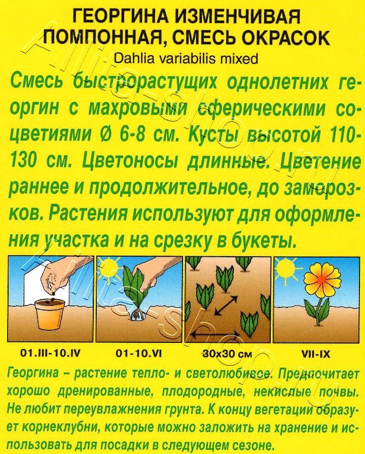 Георгина помпонная, смесь окрасок 0,3г