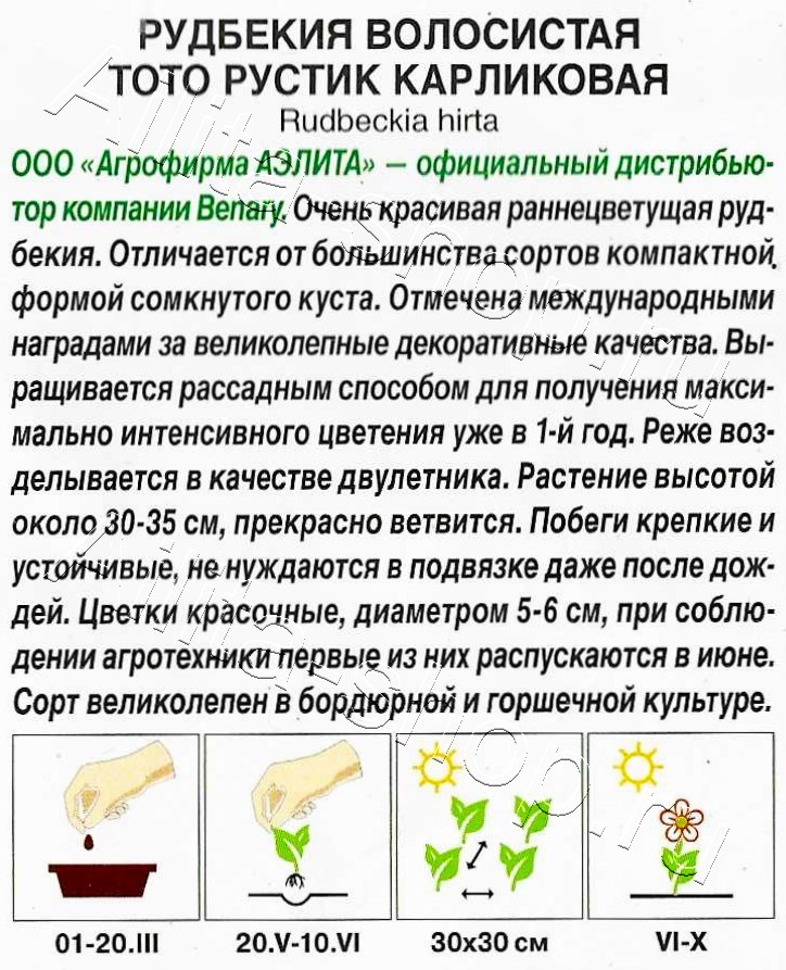 Рудбекия Тото Рустик карликовая 7шт