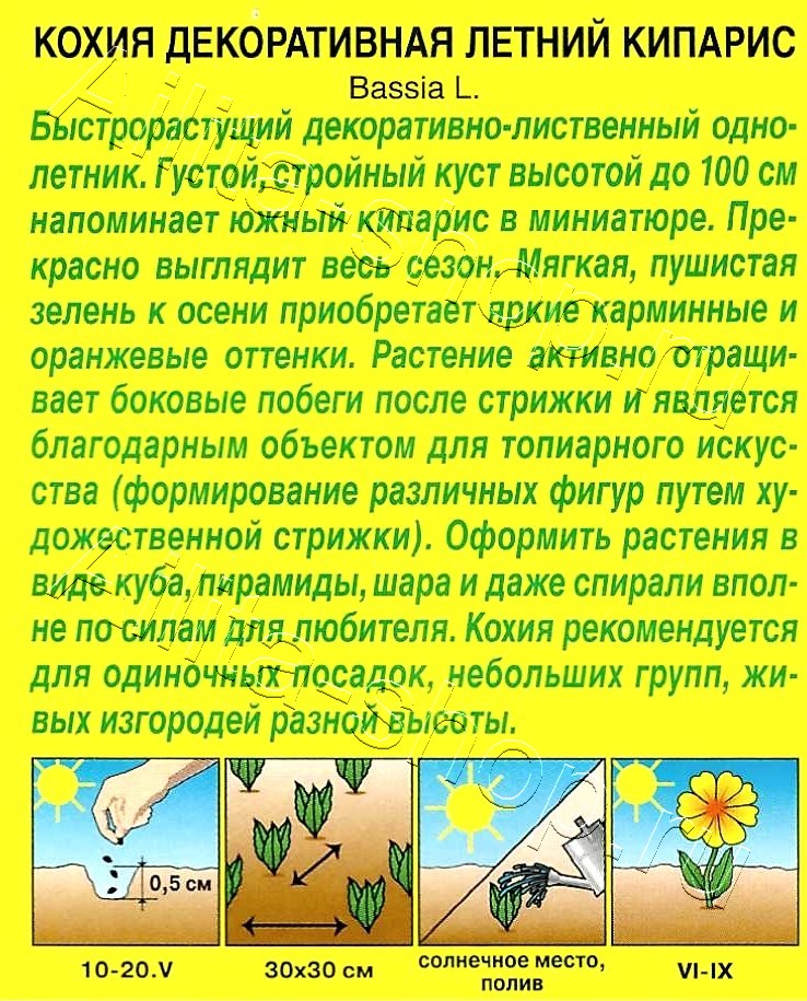 Кохия Летний кипарис 0,3г