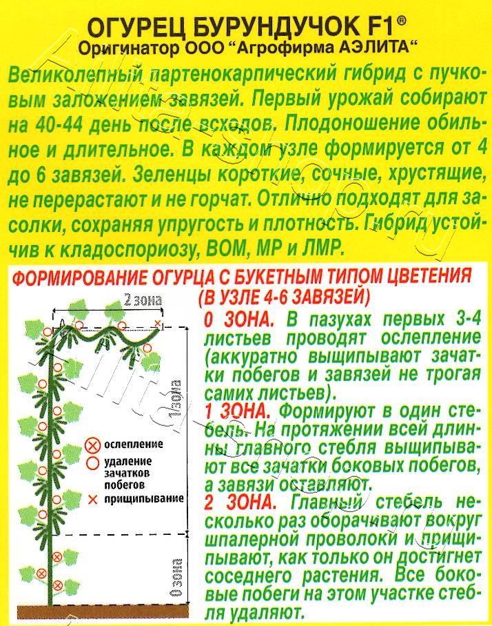 Огурец Бурундучок F1 10шт