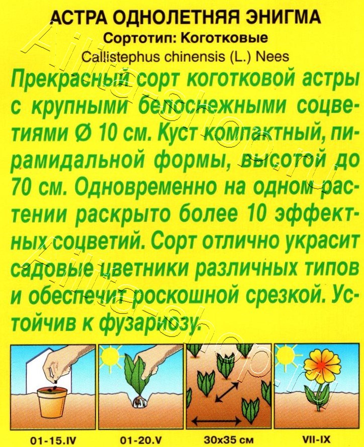 Астра Энигма коготковая 0,2г