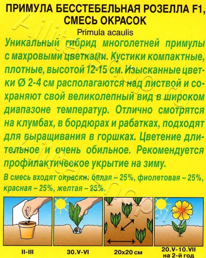 Примула Розелла F1, смесь окрасок 7шт