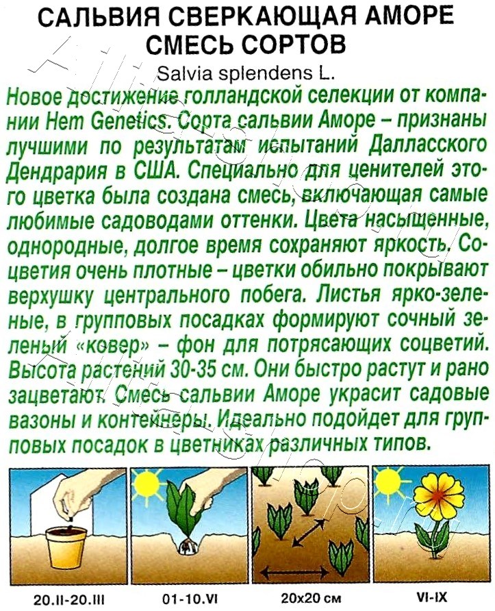 Сальвия Аморе, смесь окрасок 7шт