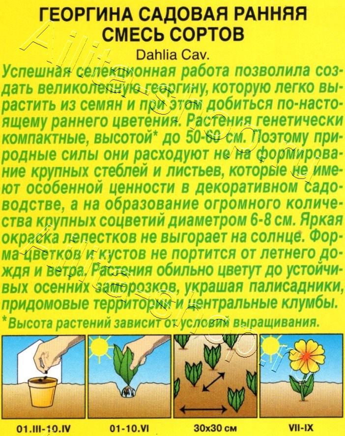 Георгина Садовая ранняя, смесь сортов 0,3г