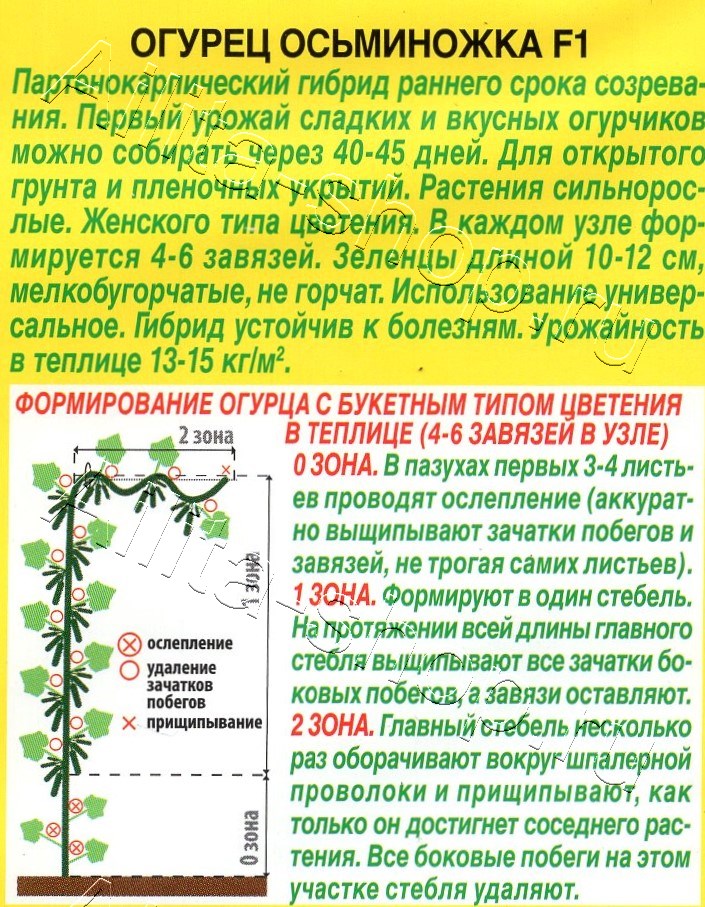 Огурец Осьминожка F1 10шт