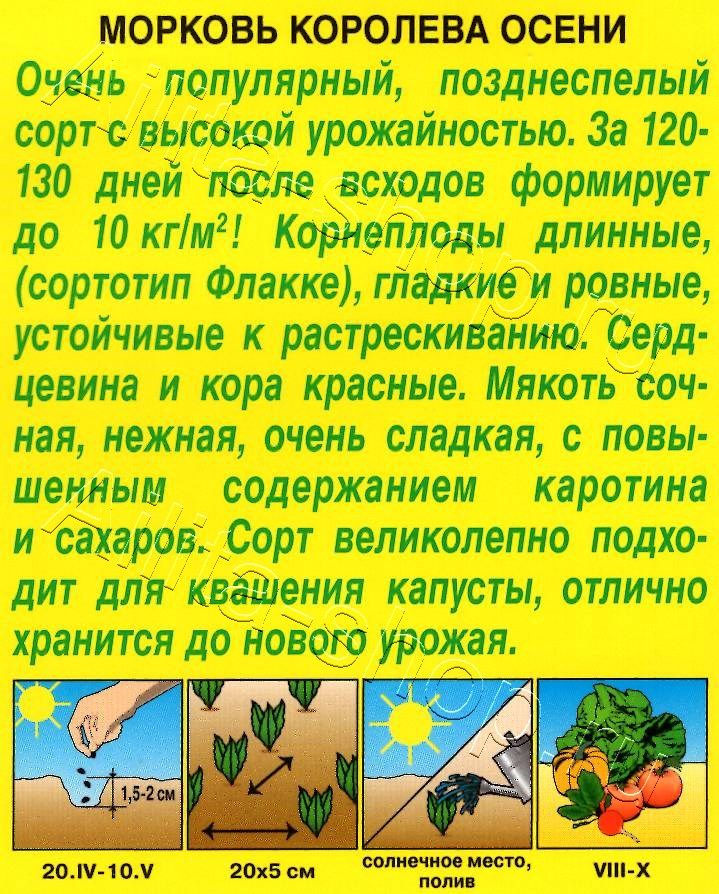 Морковь Королева осени 2г