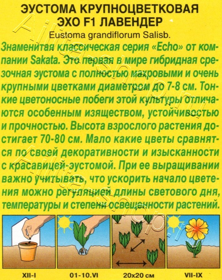 Эустома Эхо F1 лавендер крупноцветковая 5шт