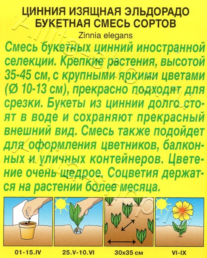 Цинния Эльдорадо букетная, смесь сортов 12шт