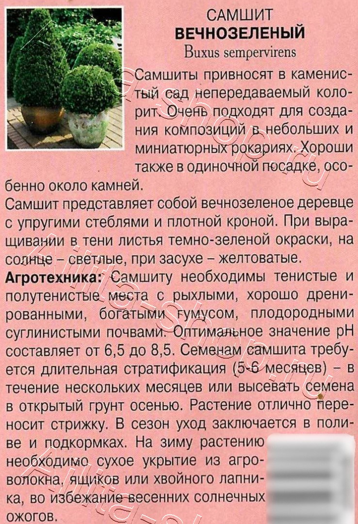 Самшит вечнозеленый 0,1г