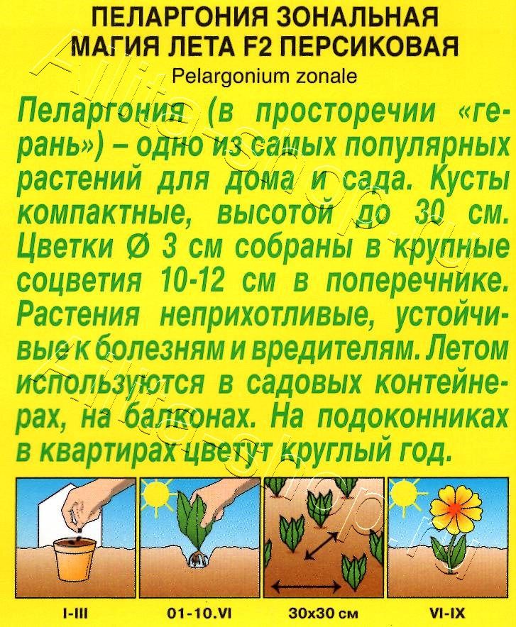 Пеларгония Магия лета F2 персиковая 5шт
