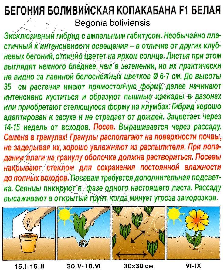 Бегония боливийская Копакабана F1 белая 5шт