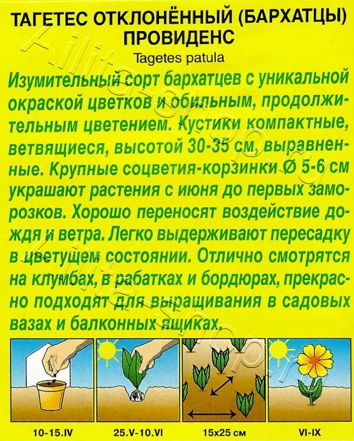 Бархатцы Провиденс отклоненные 7шт