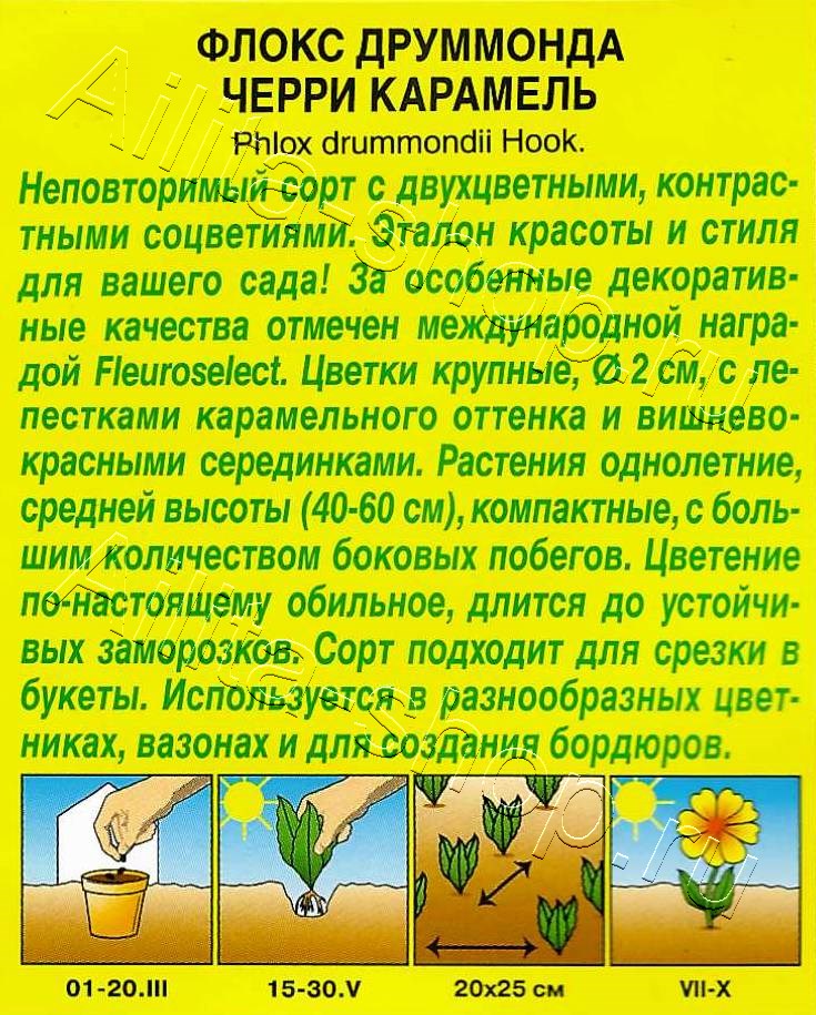 Флокс друммонда Черри карамель 20шт