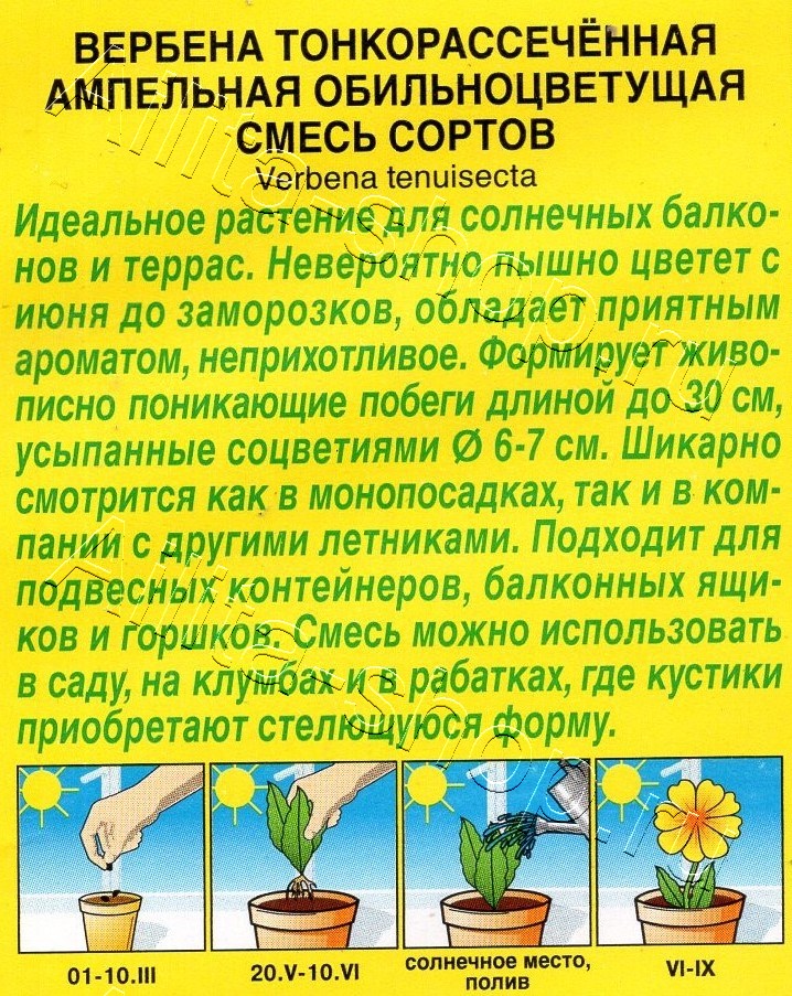 Вербена Ампельная обильноцветущая, смесь сортов 30шт