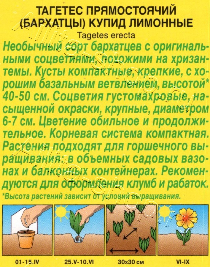 Бархатцы Купид лимонные хризантемовидные 0,1г