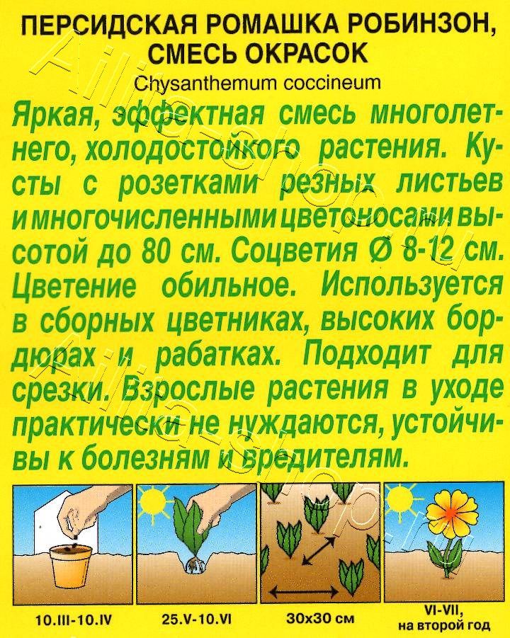 Персидская ромашка Робинзон, смесь окрасок 0,2г