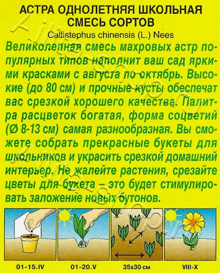 Астра Школьная, смесь окрасок 0,2г