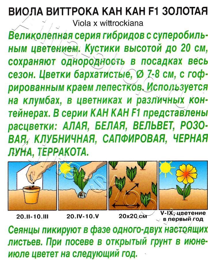 Виола Кан Кан F1 золотая 7шт