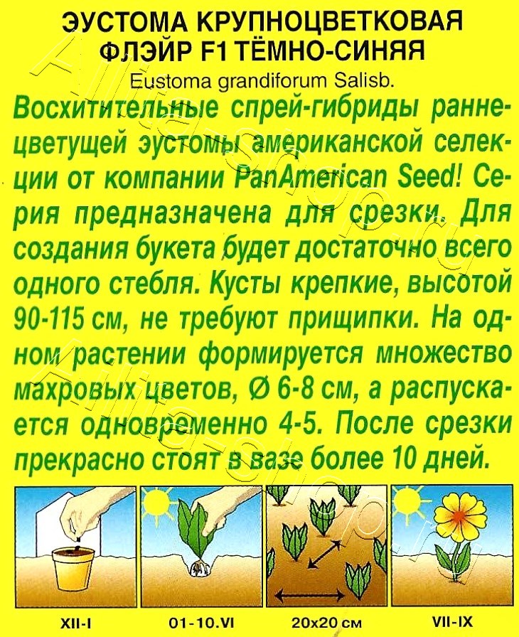 Эустома Флэйр F1 темно-синяя 5шт