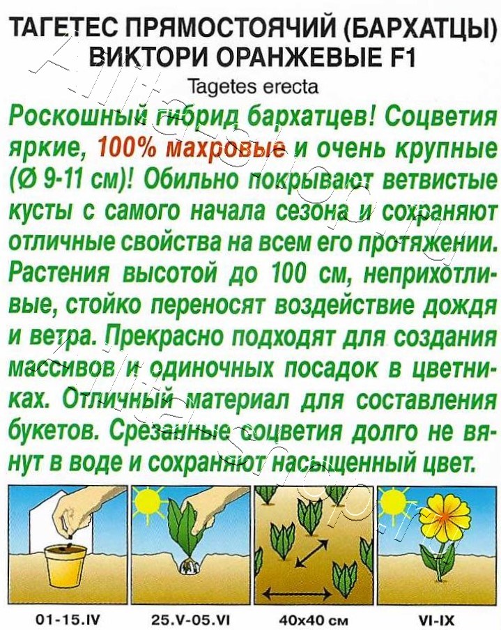 Бархатцы Виктори оранжевые F1 прямостоячие 10шт